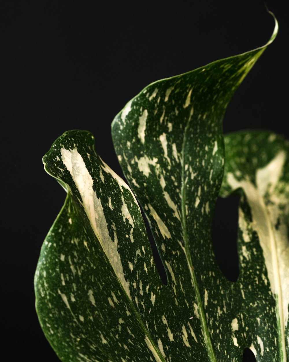 a close up of a green and white plant