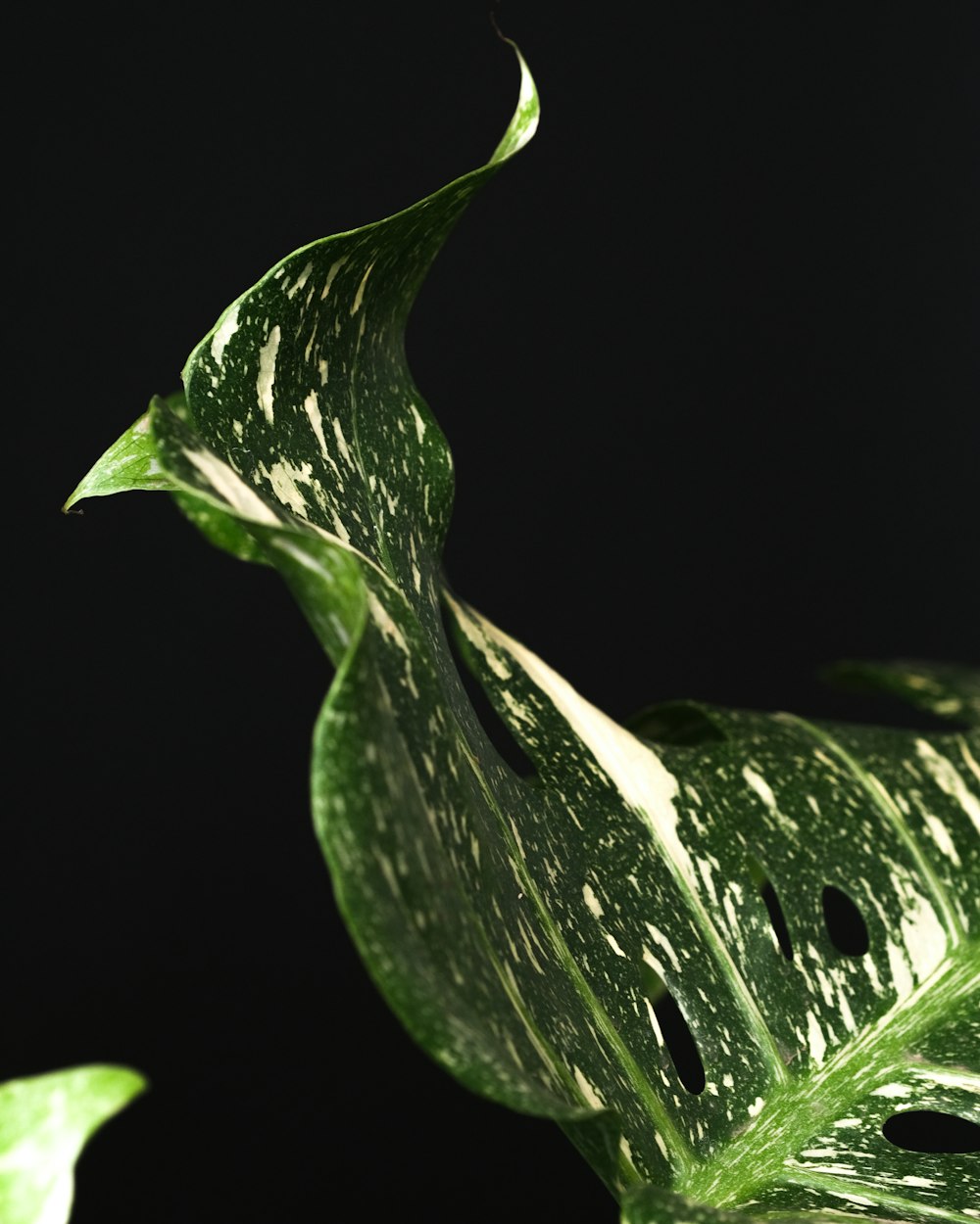 a close up of a green leaf on a black background