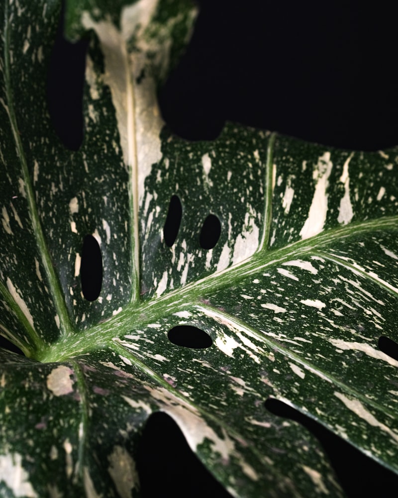 Close-up of Monstera leaf fenestrations