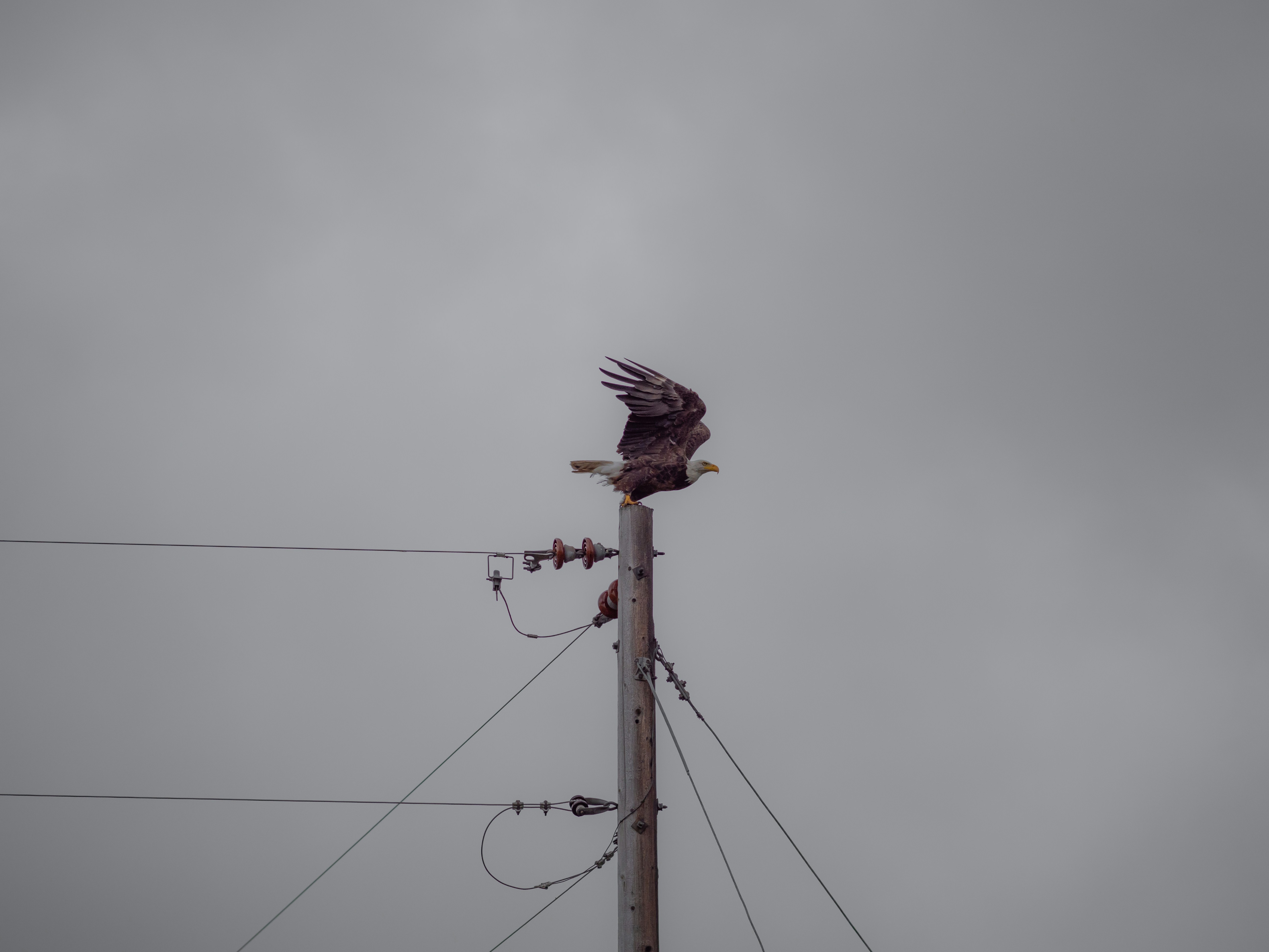 Grey Eagle, Minnesota