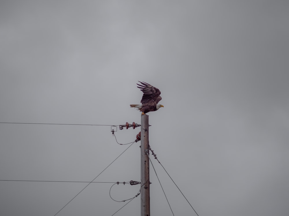 an eagle sitting on top of a power pole