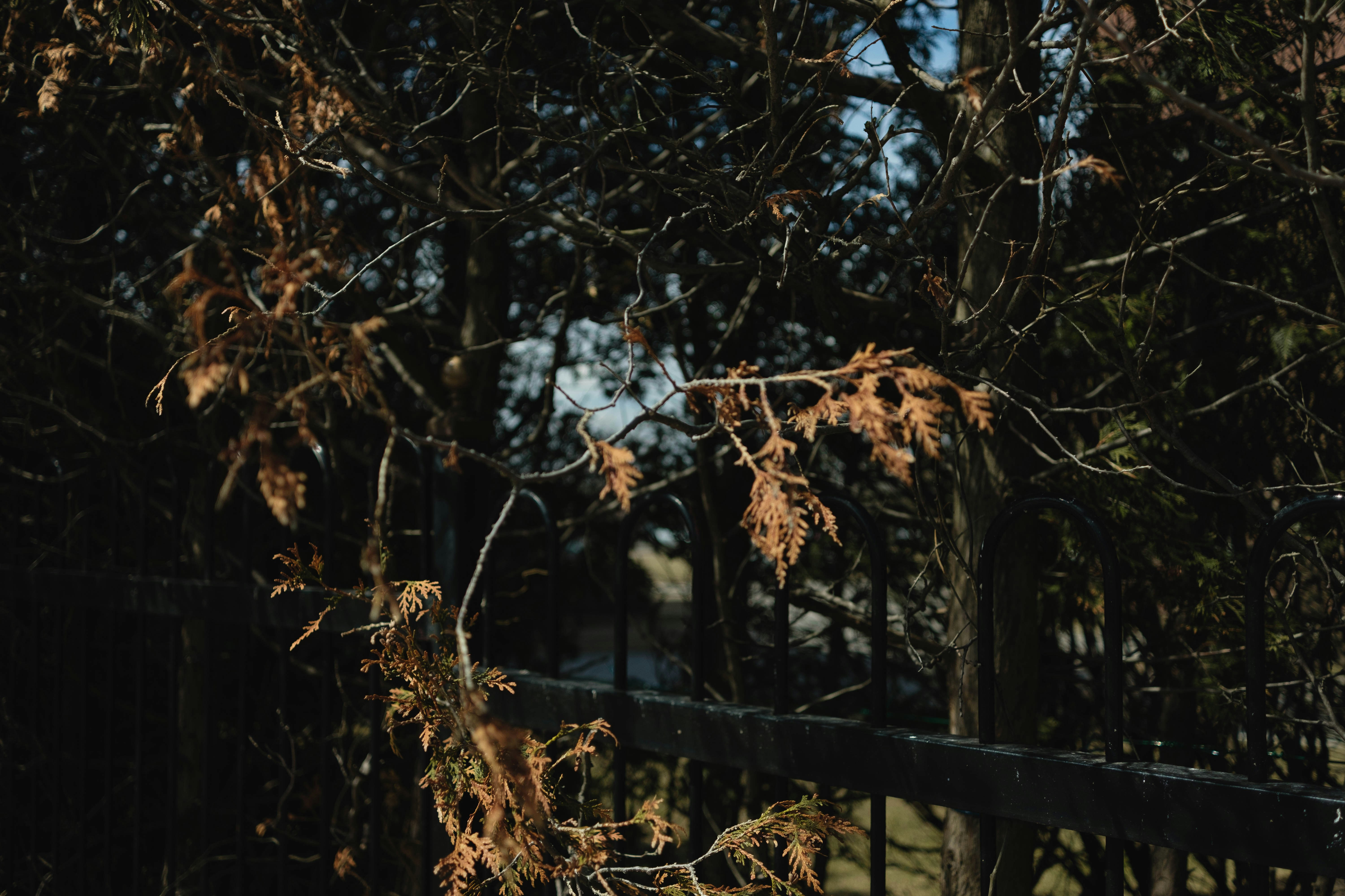 um pássaro empoleirado no topo de uma árvore ao lado de uma cerca