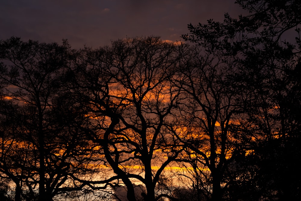 a group of trees with a sunset in the background