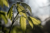 Close-up of a microphone with soft sunlight filtering through green leaves in the background.
