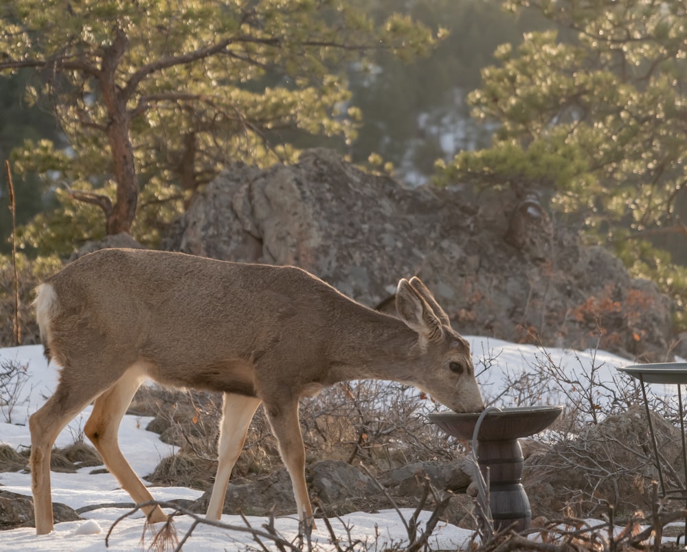 a deer that is standing in the snow