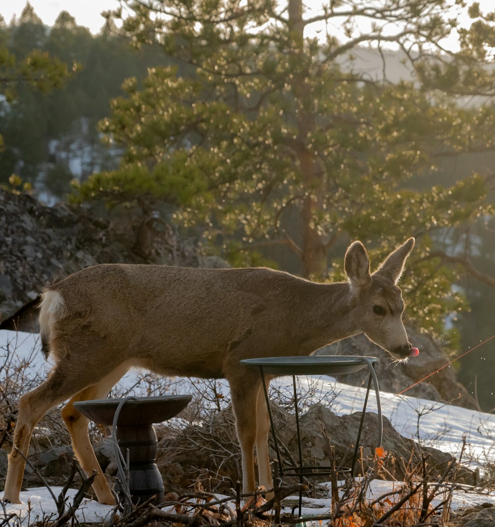 a deer standing on top of a snow covered ground