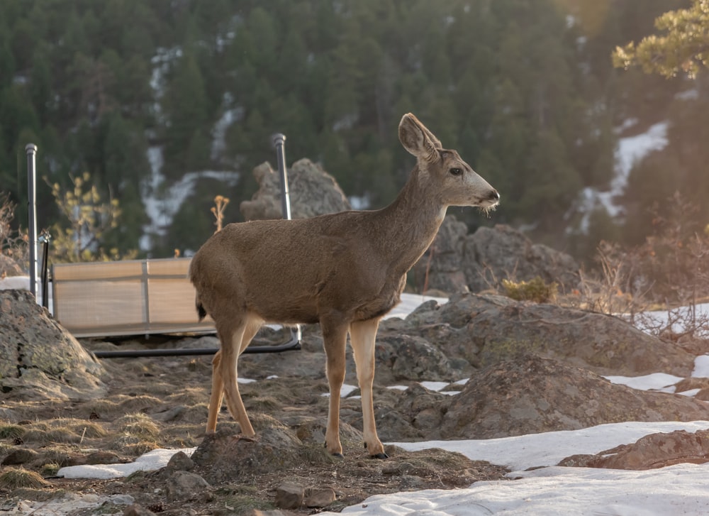 a deer standing on top of a pile of dirt