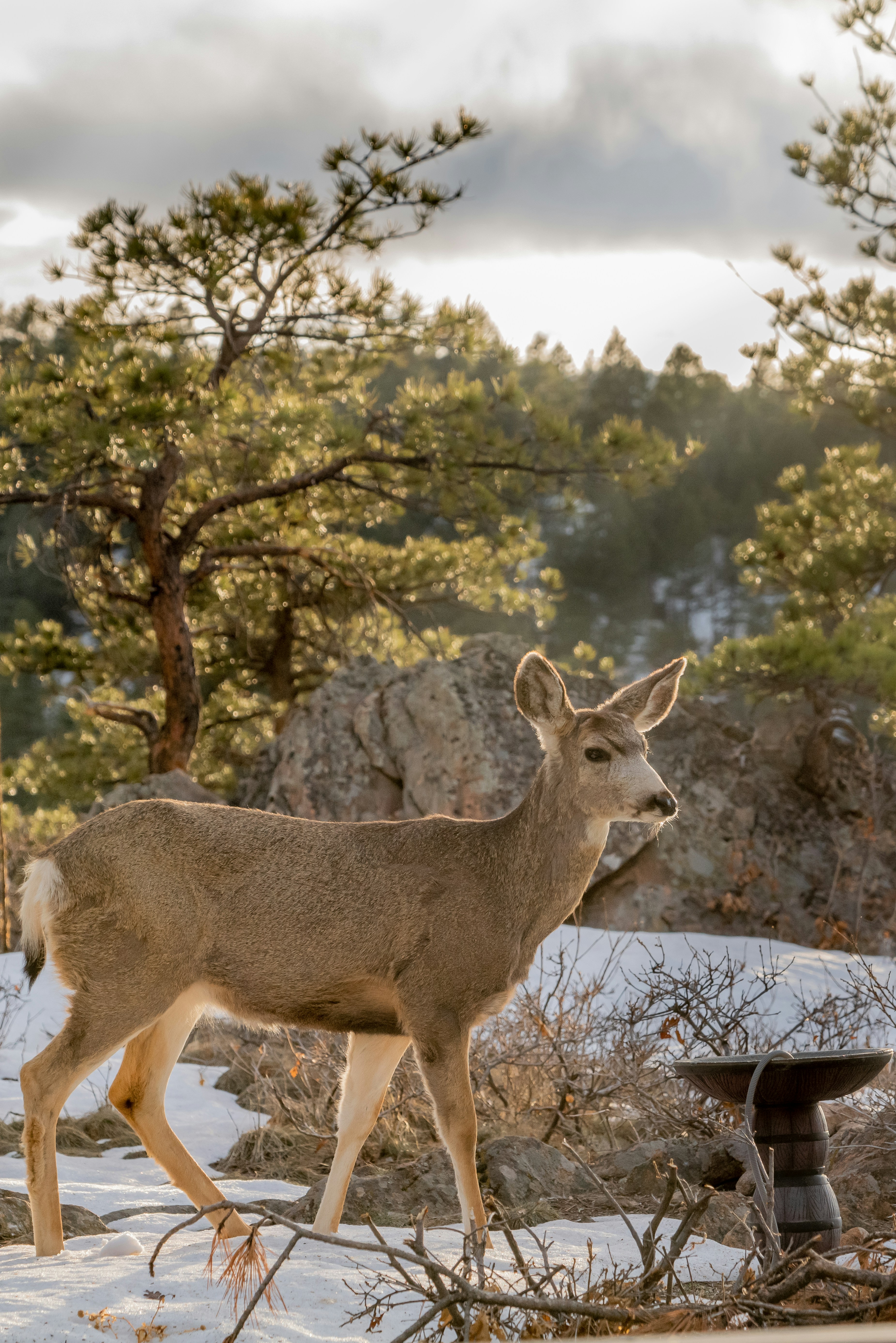 Photograph of a doe standing on snowy ground among rocks and pine trees during golden hour, with warm light highlighting its fur.