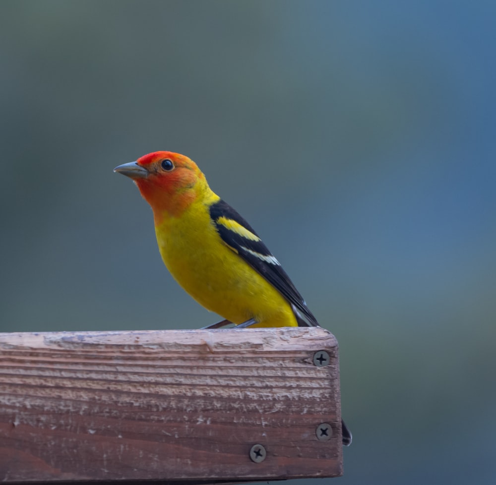 a yellow and black bird sitting on a wooden post
