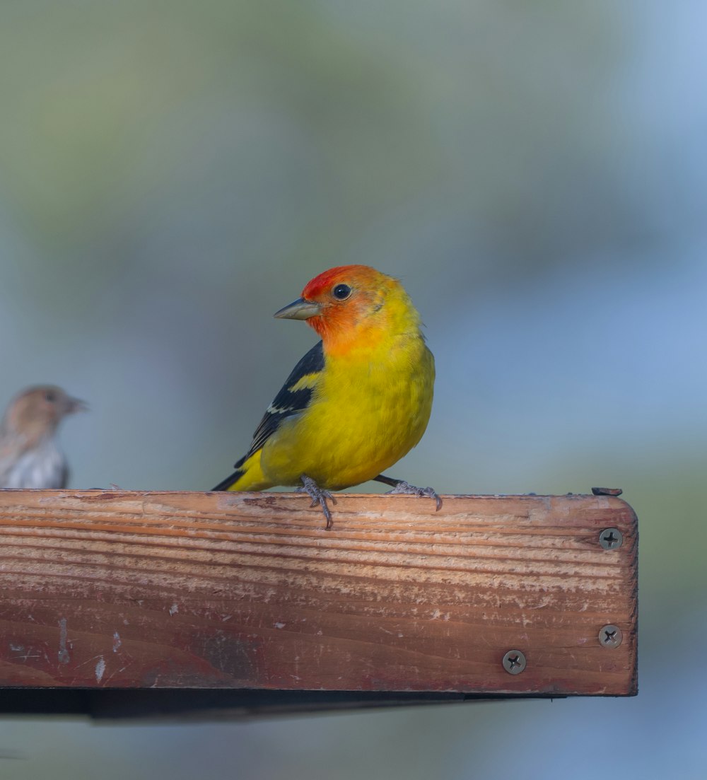 two small birds perched on a wooden post