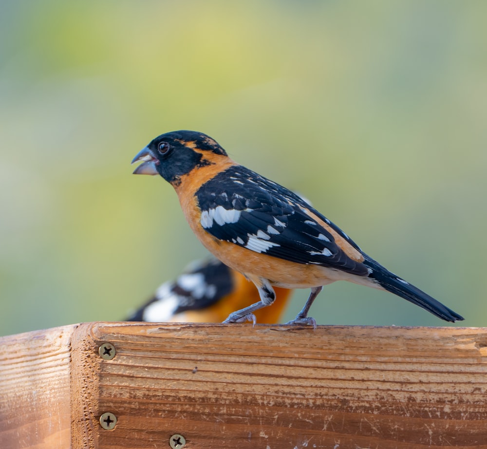 Un pequeño pájaro parado encima de una cerca de madera