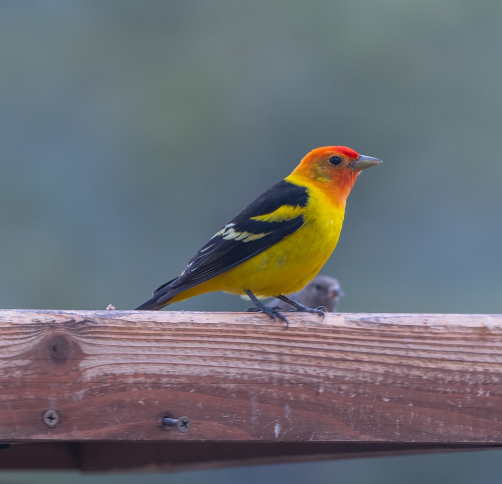 a yellow and black bird sitting on top of a wooden fence