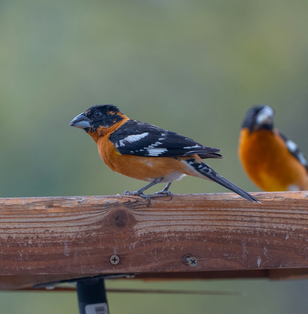 Un par de pájaros sentados encima de un banco de madera
