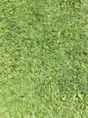 Close-up of freshly overseeded lawn patch with rich green grass in Plovdiv garden