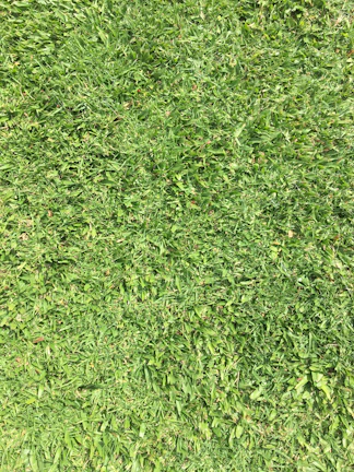 Close-up of freshly overseeded lawn patch with rich green grass in Plovdiv garden
