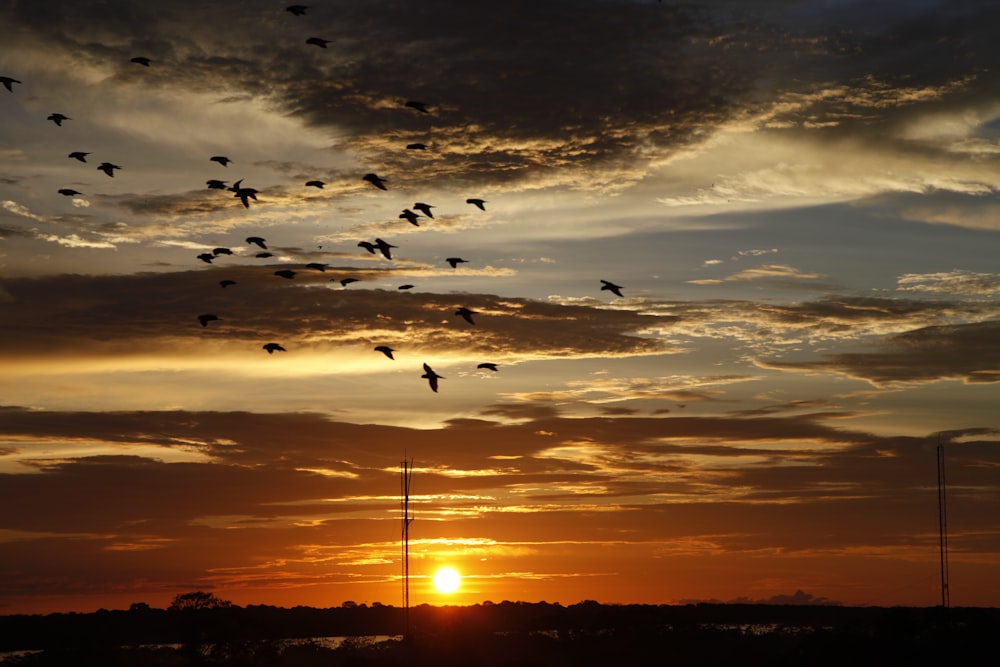 a flock of birds flying over a sunset
