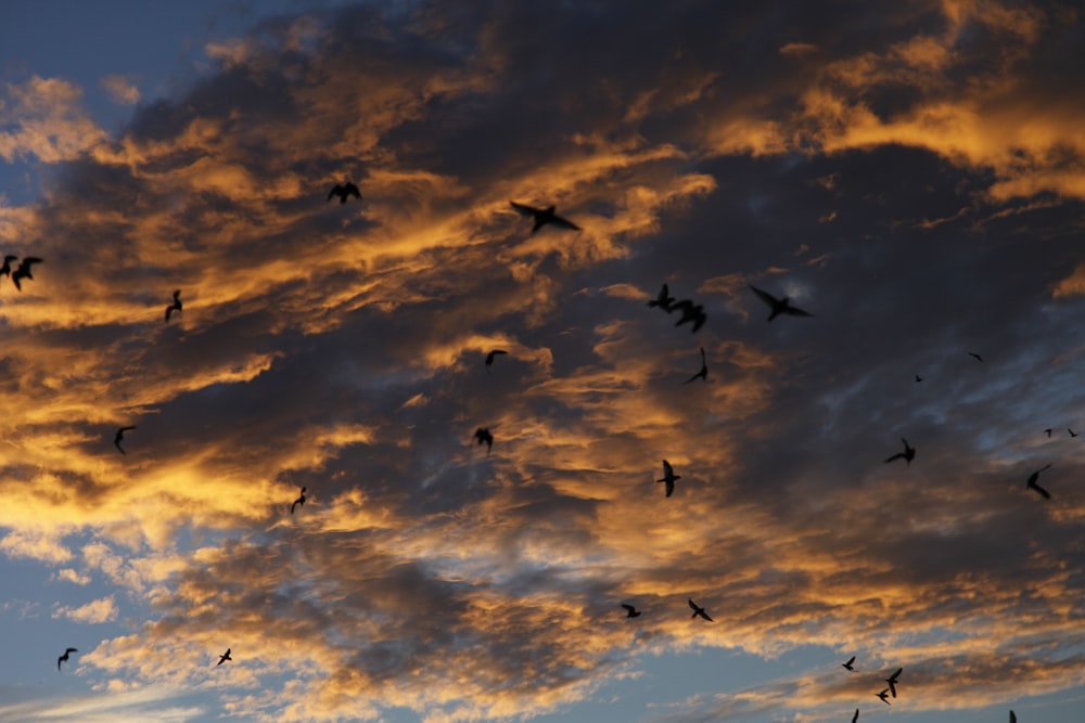 a flock of birds flying through a cloudy sky