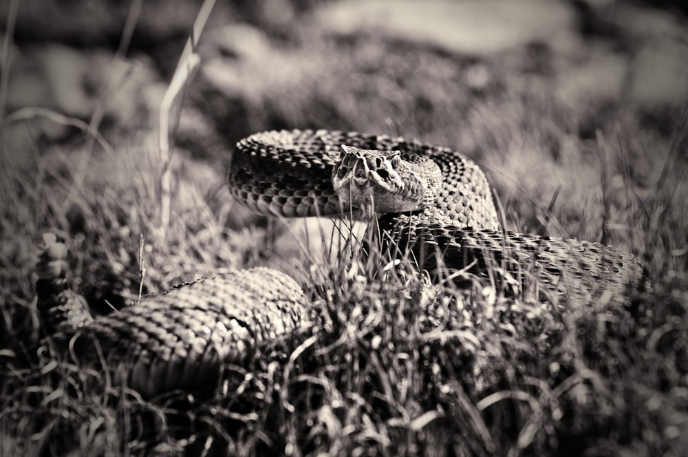a black and white photo of a snake in the grass