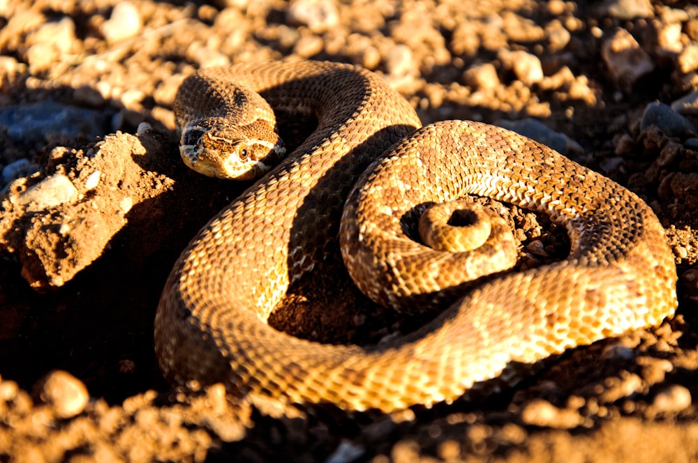 a large brown snake laying on top of a rocky ground