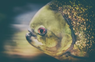 a close up of a fish with a blurry background