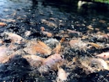 a bunch of fish that are in the water