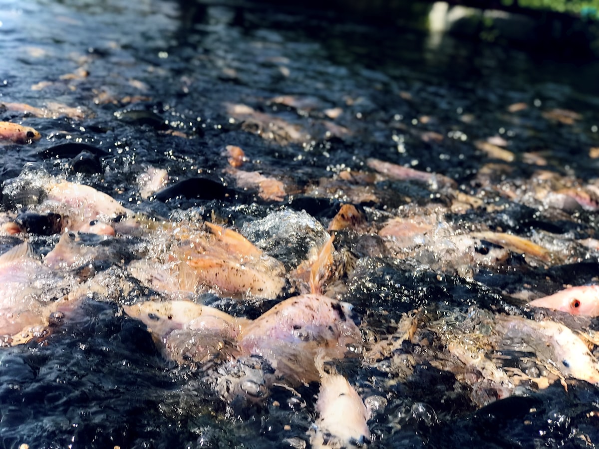 Tambak udang dengan kolam-kolam budidaya dan peralatan aerasi air