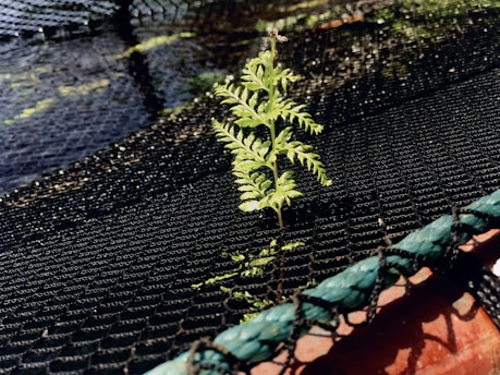 A small green plant is growing through a black net that appears to be around a body of water. The plant is illuminated by sunlight, giving it a vibrant appearance. The net is attached to a green and orange structure, possibly part of a boat or dock.