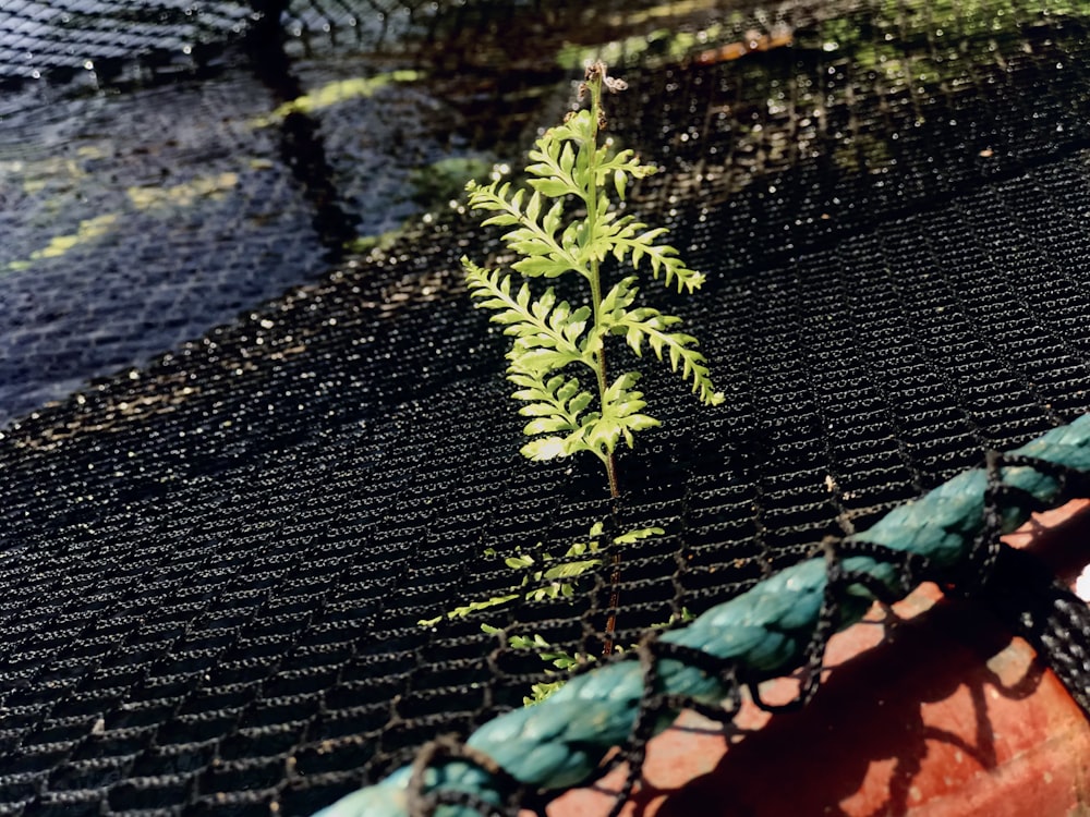 a small green plant growing out of a net