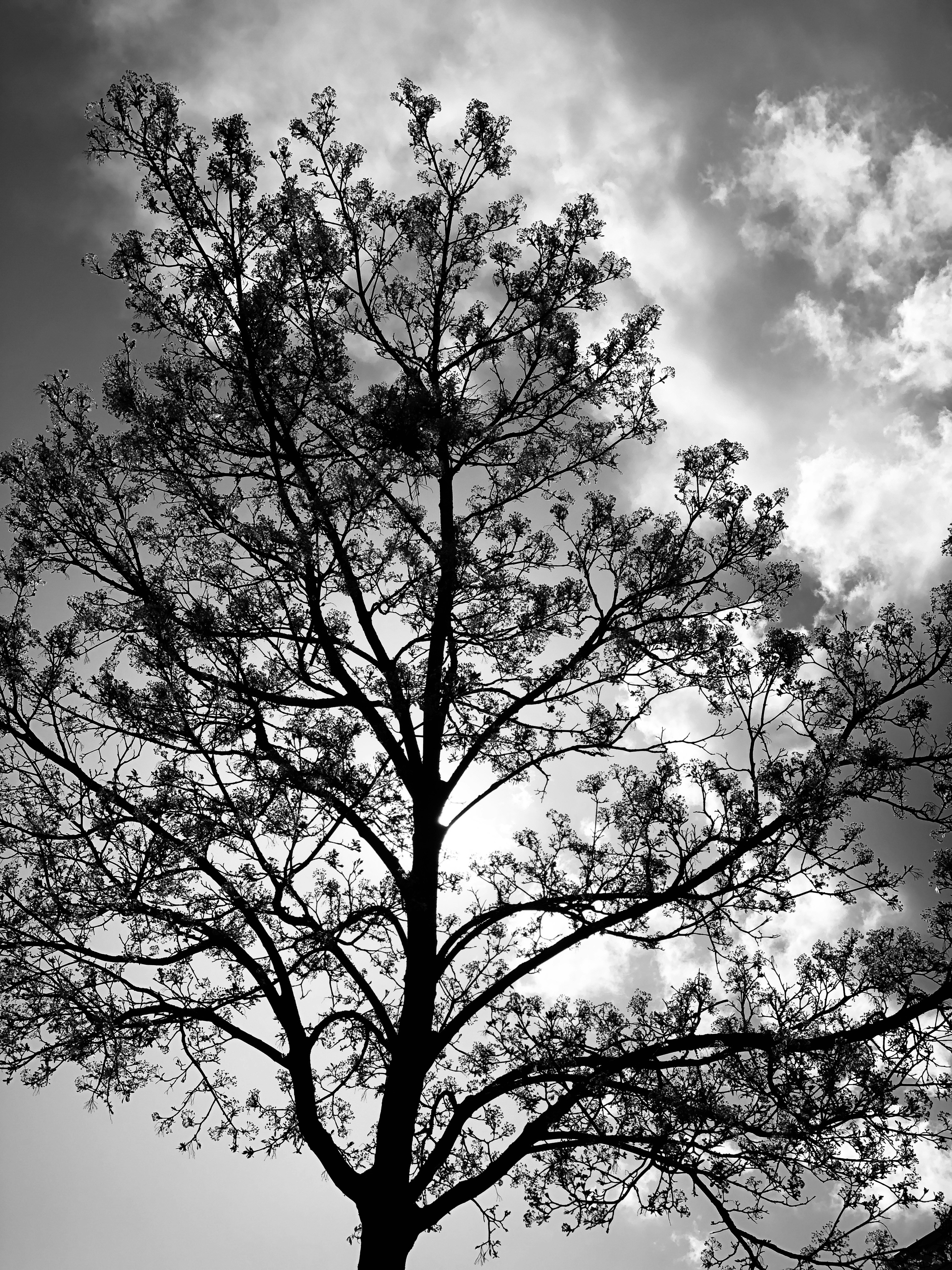 a black and white photo of a tree with clouds in the background