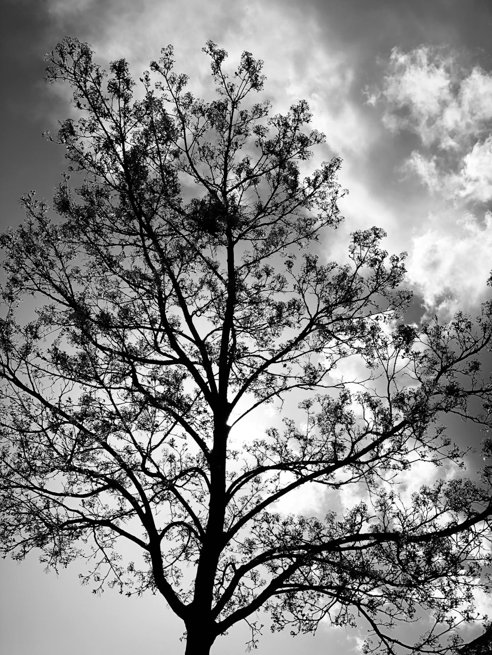 a black and white photo of a tree with clouds in the background