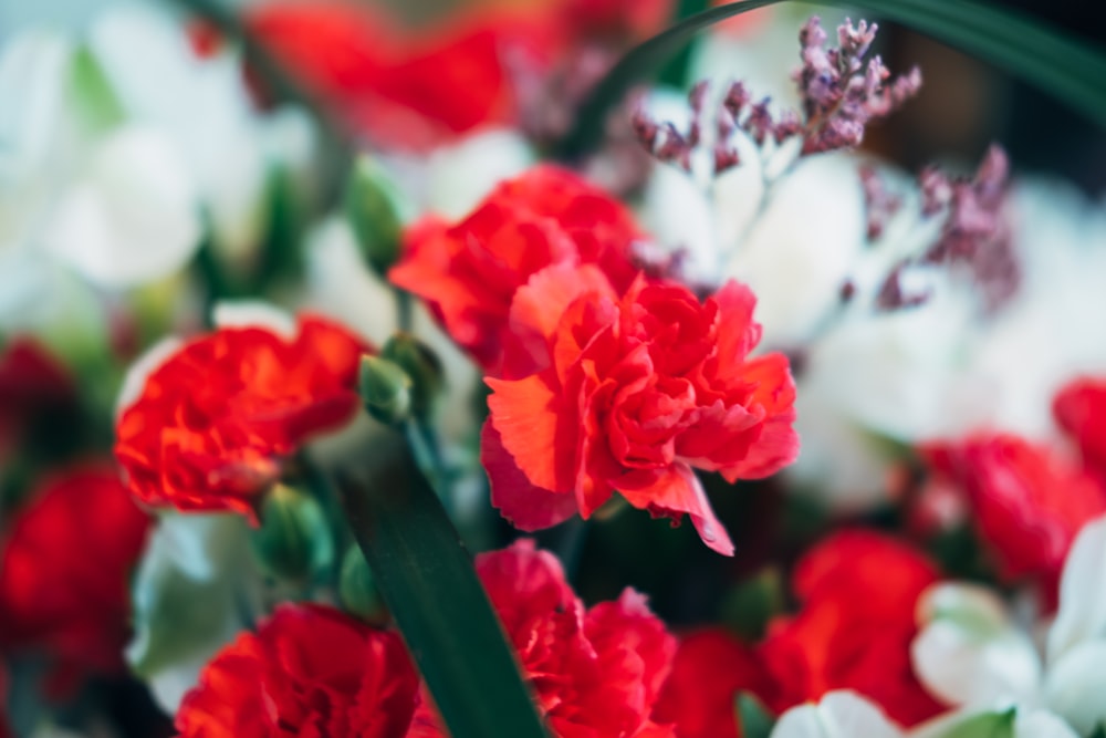 a bunch of red and white flowers in a vase