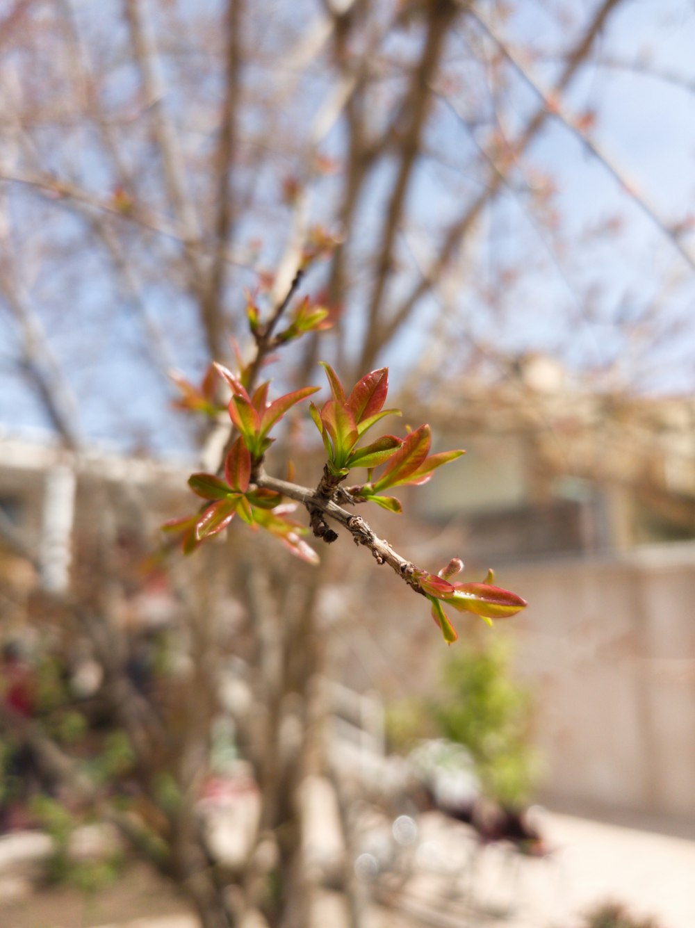 a small tree with red leaves in front of a building