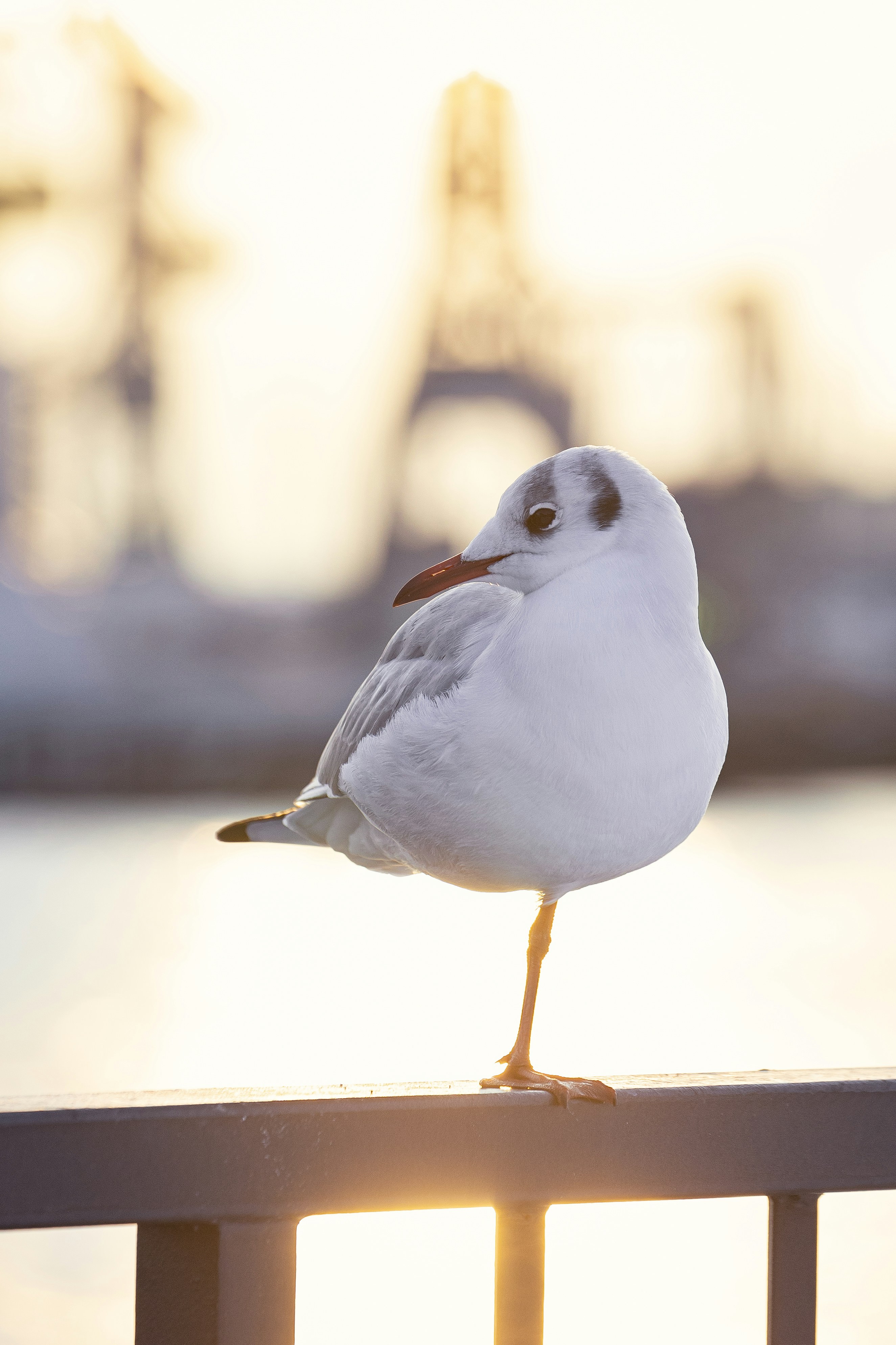 a seagull is standing on a railing by the water