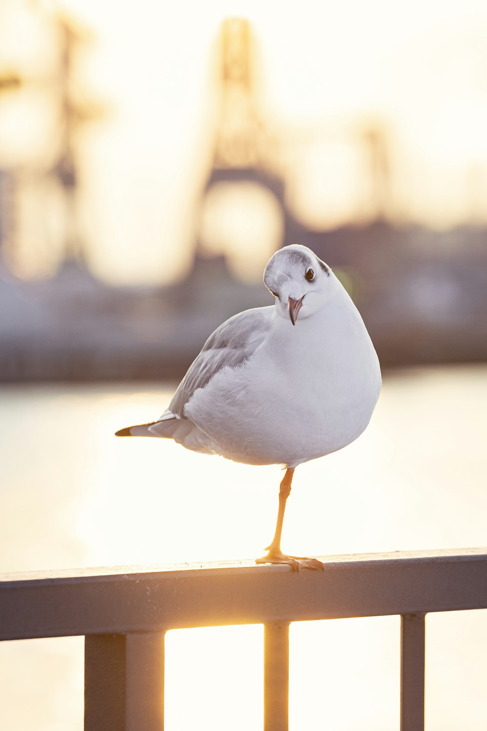 a seagull is standing on a railing near the water