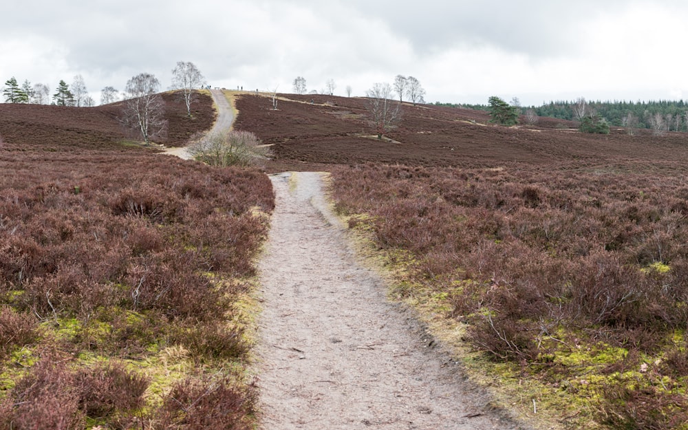 a dirt path in the middle of a field