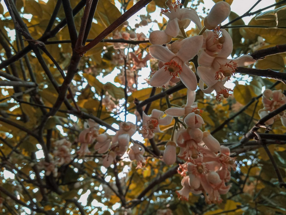 a bunch of flowers that are on a tree