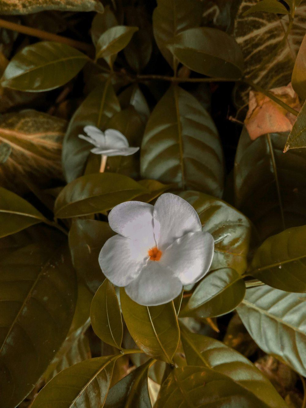 a white flower is surrounded by green leaves