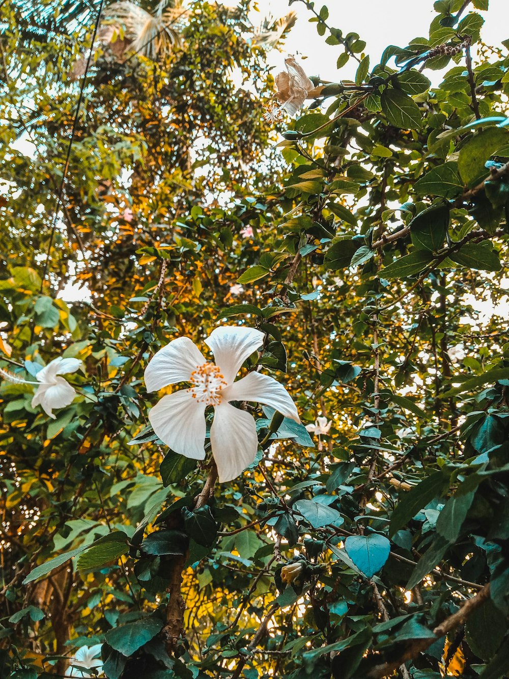 a large white flower sitting on top of a lush green forest