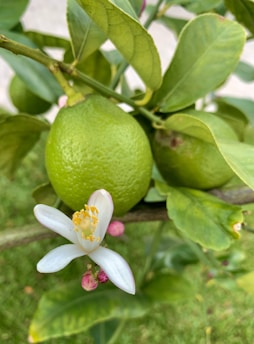 A close-up view of a green lime on a branch, surrounded by leaves. Adjacent to the lime is a white flower with yellow stamens, and small pink buds beneath the flower.