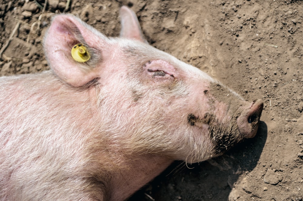 a pig with a yellow eye patch laying on the ground