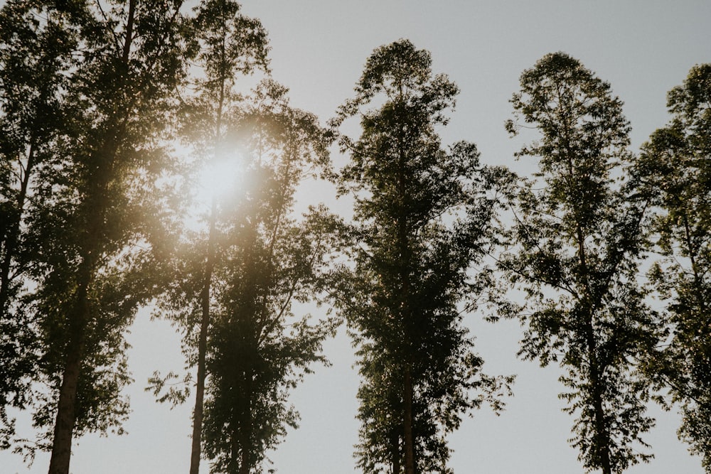un groupe d’arbres avec le soleil qui brille à travers eux