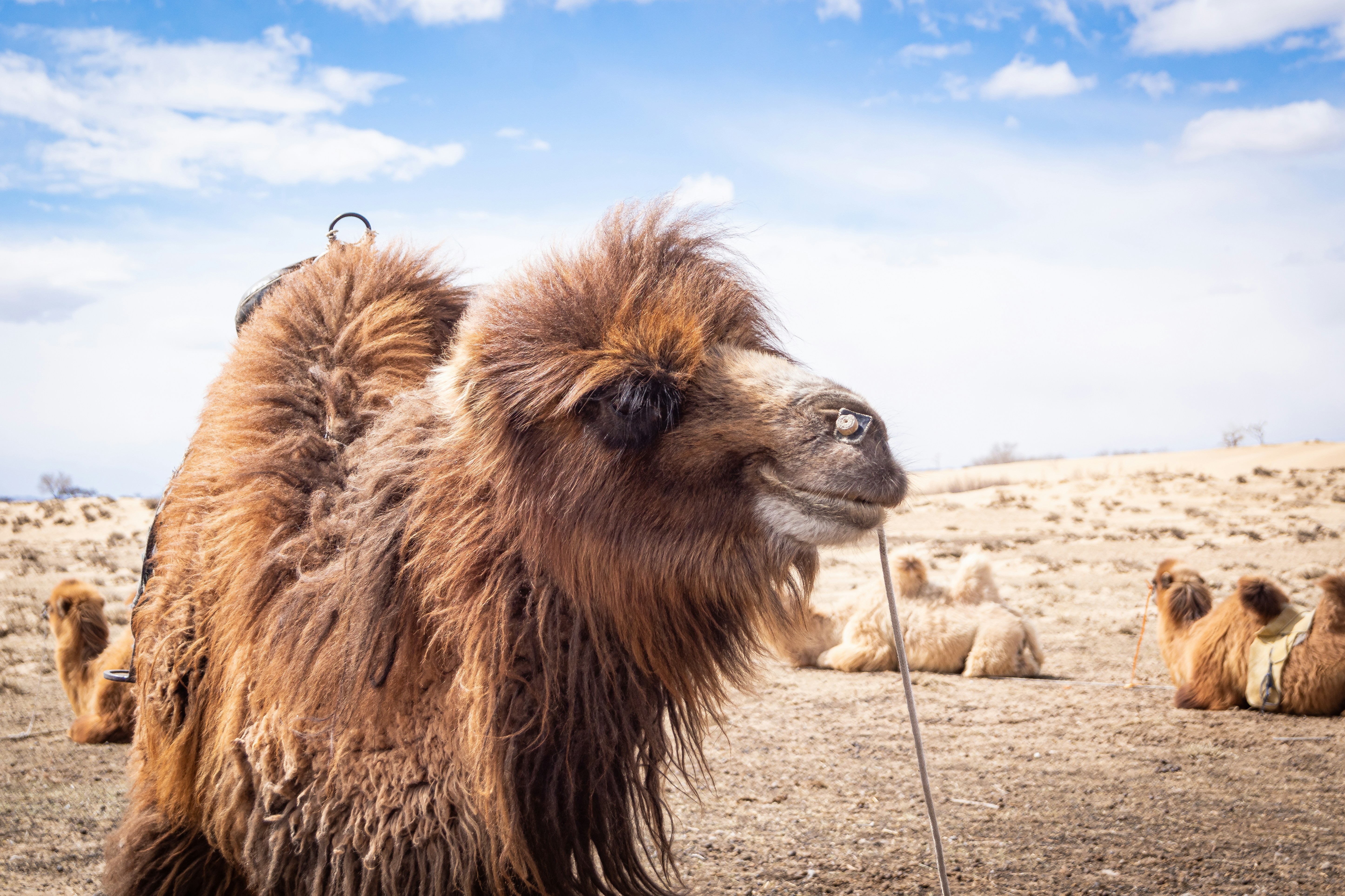 a camel is standing in the middle of a desert, 