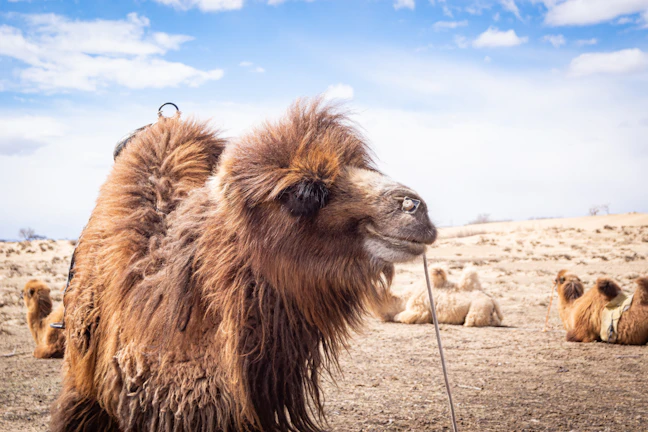 6-Day Dalanzadgad Family Itinerary | Gobi Travel Guide
