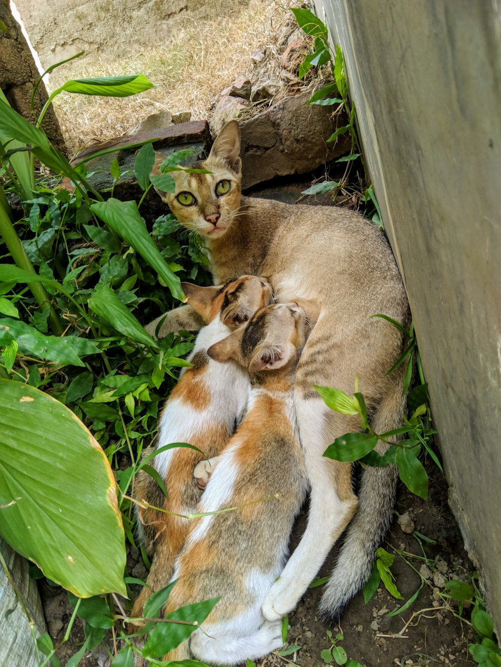 a cat laying next to a puppy on the ground