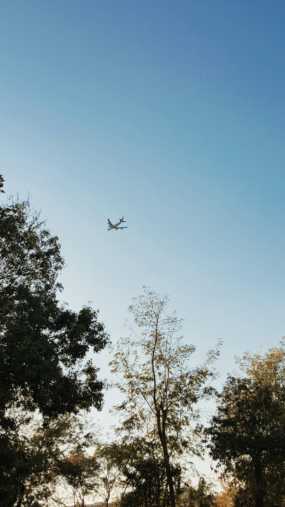 飛行機が木々のある野原の上を飛んでいる