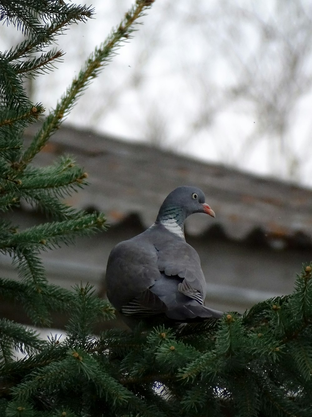 a pigeon sitting on top of a pine tree