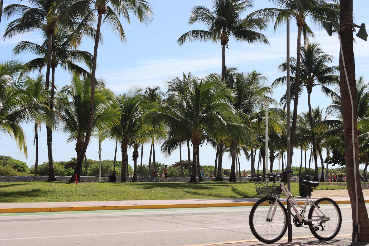 A bike parked along a palm-lined road. In South Miami-Dade, a bike often covers the last mile to the bus.