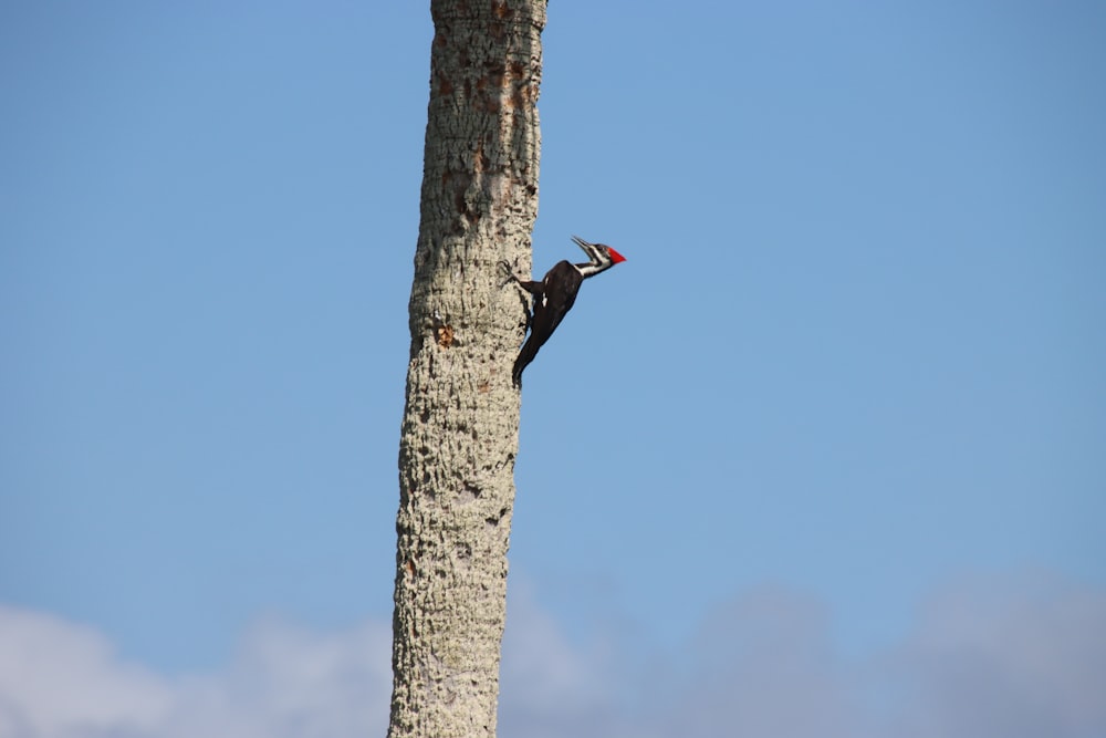 a bird is perched on the top of a tree