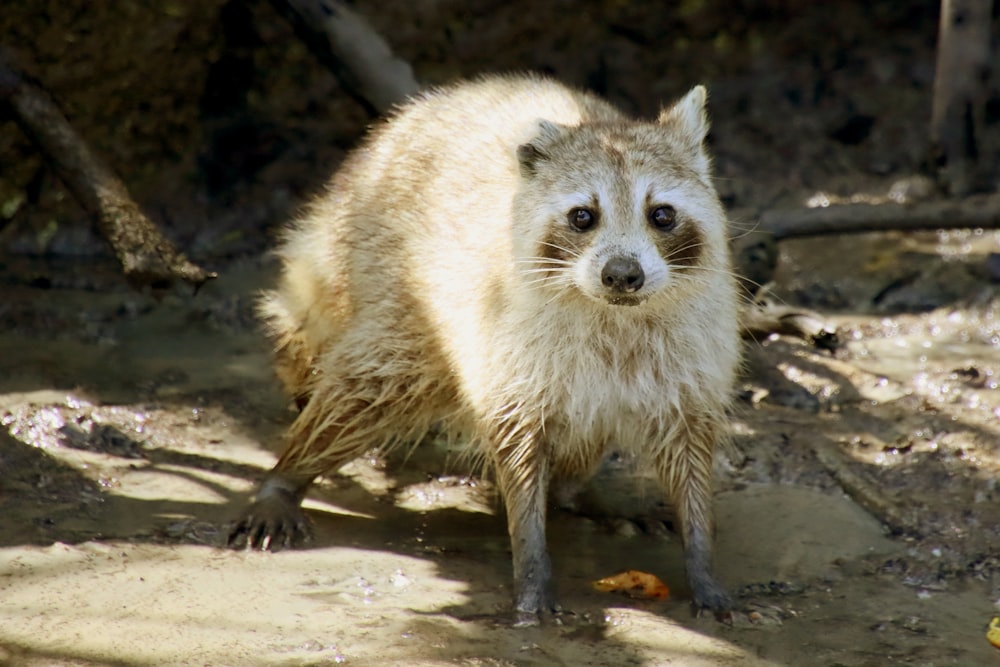 a close up of a raccoon on a dirt ground