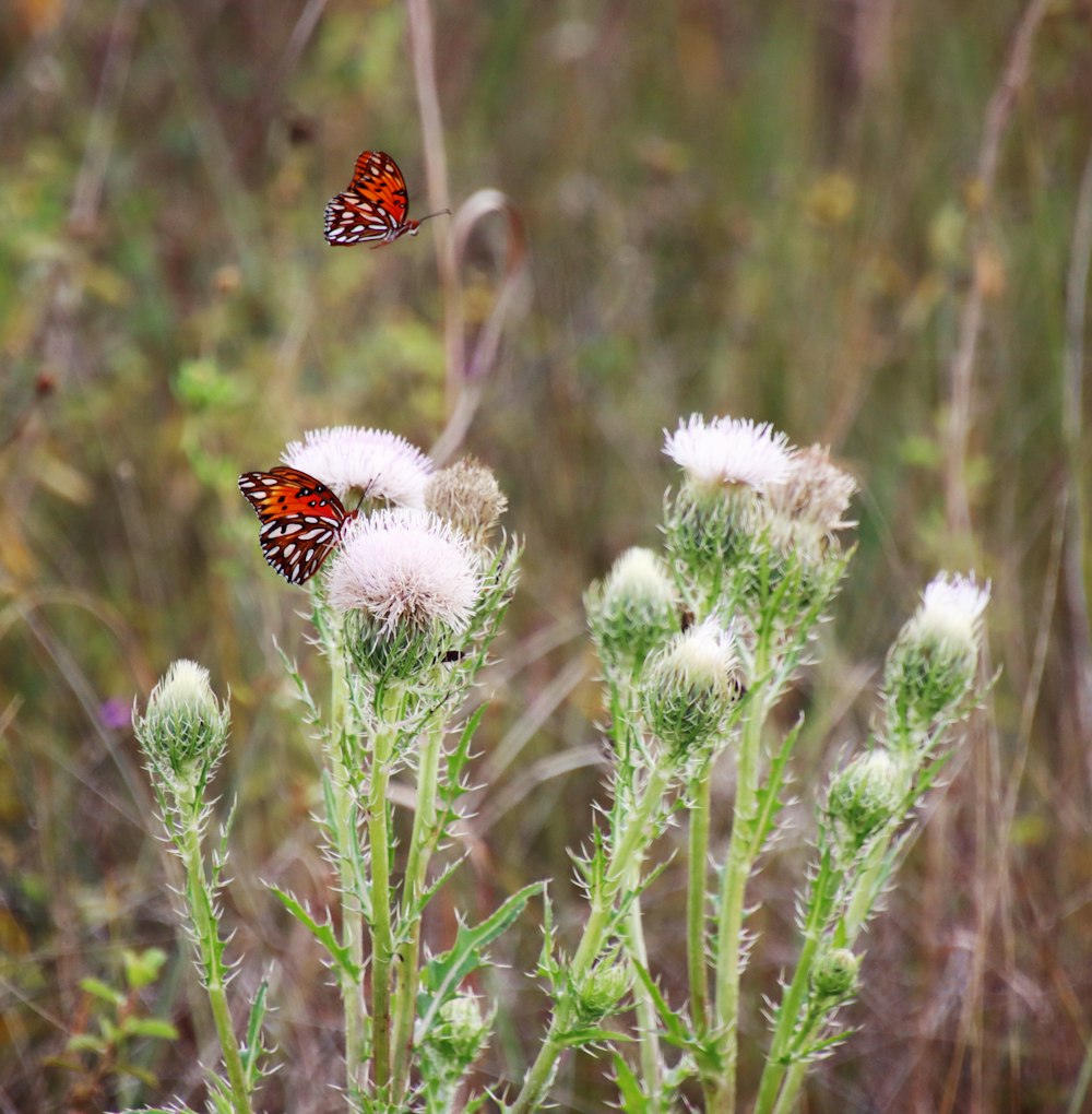 a couple of butterflies flying over some white flowers